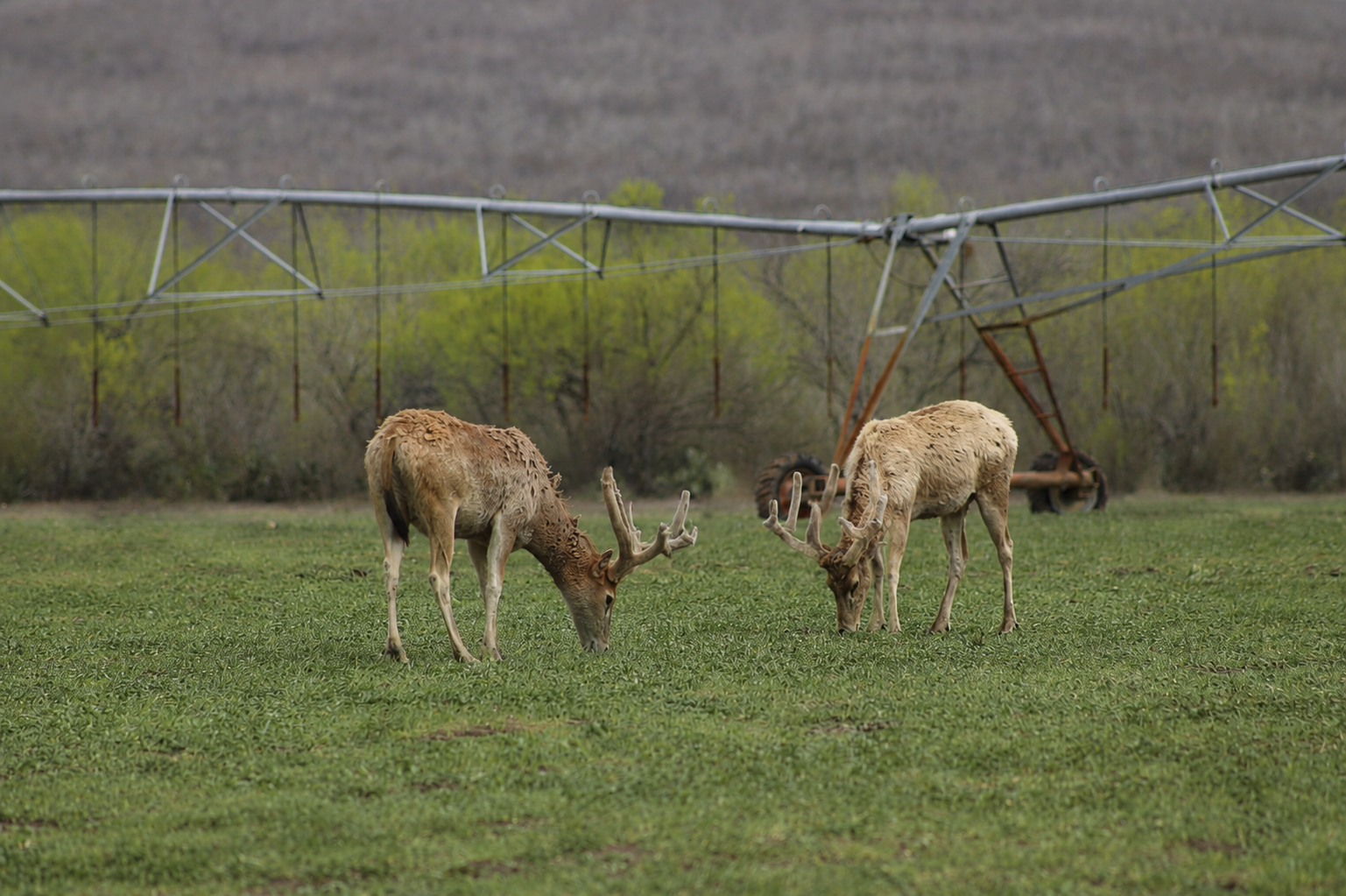 Père David's Deer